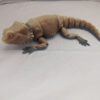 Flexy Bearded Dragon